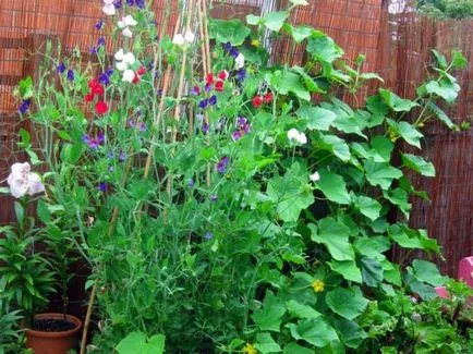 Acest lucru poate fi plantate în seră și în grădină, împreună cu castraveți, după care legumele mai bune pentru a face acest lucru la fel de bine (paturi) Acest lucru poate fi plantate în seră și în grădină, împreună cu castraveți, după care legumele mai bune pentru a face acest lucru la fel de bine