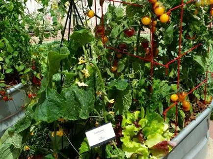 Acest lucru poate fi plantate în seră și în grădină, împreună cu castraveți, după care legumele mai bune de a face acest lucru, și (este posibil) Acest lucru poate fi plantate în seră și în grădină, împreună cu castraveți, după care legumele mai bune pentru a face acest lucru la fel de bine