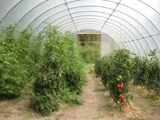 Că ce pot fi plantate în seră care legume culturile (care) Că ceea ce poate fi plantate în seră care legumele, Cultura
