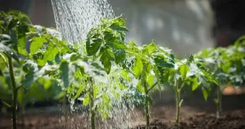 Că ce pot fi plantate în seră care legume culturile (seră) Că ceea ce poate fi plantate în seră care legumele, Cultura