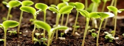 Ce să planteze în luna aprilie în teren deschis
