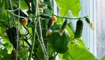 Ceea ce pot fi cultivate la domiciliu (poate) Ceea ce pot fi cultivate la domiciliu