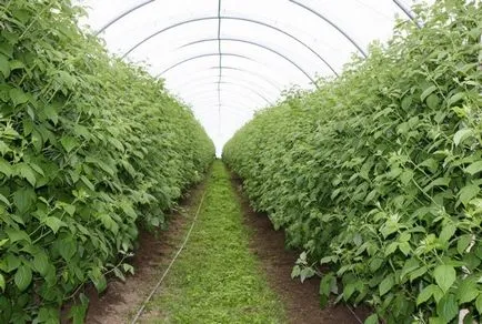 Ceea ce pot fi cultivate în seră mai bine pentru a planta care se dezvoltă și cum să semene în țară, pentru a pune în cultură (mai bună) Ceea ce pot fi cultivate în seră mai bine pentru a planta care se dezvoltă și cum să semene în țară, plantarea culturii