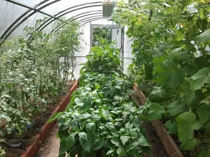 Ce să planteze lângă roșii pot fi ardei amar si dulce