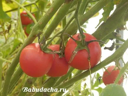 Că uree hrănite, vaci
