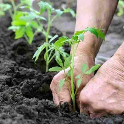 Ce să planteze în luna aprilie în teren deschis