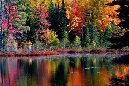Care este definiția graphoman
