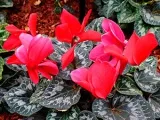 De ce frunzele se îngălbenesc de la plante de apartament - hidrică, schițe, excesul de soare (lumina) De ce frunze rândul său, galben de la plante de apartament - obturarea hidrică, proiecte, excesul de soare