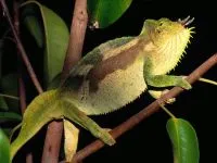 De ce un cameleon își schimbă culoarea de ce un cameleon își schimbă culoarea de culoare (cameleon) De ce un cameleon își schimbă culoarea de ce un cameleon își schimbă culoarea de culoare