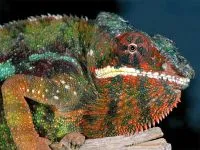 De ce un cameleon își schimbă culoarea de ce un cameleon își schimbă culoarea de culoare (culoare) De ce un cameleon își schimbă culoarea de ce un cameleon își schimbă culoarea de culoare