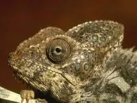 De ce un cameleon își schimbă culoarea de ce un cameleon își schimbă culoarea de culoare (cameleon) De ce un cameleon își schimbă culoarea de ce un cameleon își schimbă culoarea de culoare