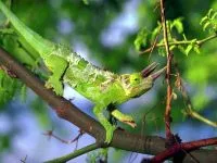 De ce un cameleon își schimbă culoarea de ce un cameleon își schimbă culoarea de culoare (schimbare) De ce un cameleon își schimbă culoarea de ce un cameleon își schimbă culoarea de culoare