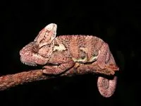 De ce un cameleon își schimbă culoarea de ce un cameleon își schimbă culoarea de culoare (culoare) De ce un cameleon își schimbă culoarea de ce un cameleon își schimbă culoarea de culoare
