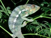 De ce un cameleon își schimbă culoarea de ce un cameleon își schimbă culoarea de culoare (de ce) De ce un cameleon își schimbă culoarea de ce un cameleon își schimbă culoarea de culoare