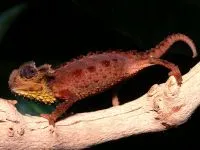 De ce un cameleon își schimbă culoarea de ce un cameleon își schimbă culoarea de culoare (culoare) De ce un cameleon își schimbă culoarea de ce un cameleon își schimbă culoarea de culoare