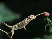 De ce un cameleon își schimbă culoarea de ce un cameleon își schimbă culoarea de culoare (culoare) De ce un cameleon își schimbă culoarea de ce un cameleon își schimbă culoarea de culoare