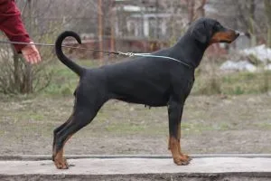 De ce cățeluș agitare catelusul meu