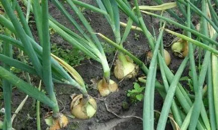 De ce galben ceapa pe paturi, care fac - agricultorul fără complicații