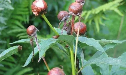 De ce bujori muguri nu se ofilesc dizolva (pionii) De ce bujori muguri nu se ofilesc dizolva