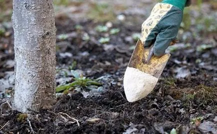 De ce nu fructoase măr și ce să fac despre el (fructe) De ce nu fructoase măr și ce să fac despre el