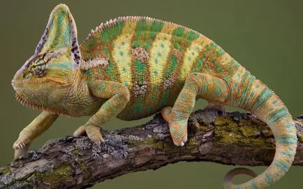 De ce un cameleon își schimbă culoarea