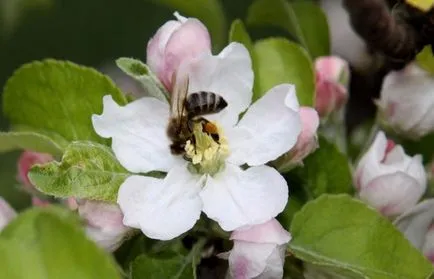 De ce nu fructoase măr și ce să fac despre el (într-un copac an fructoase de mere după plantare) De ce nu fructoase măr și ce să fac despre el