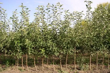 De ce nu fructoase măr și ce să facă cu privire la aceasta (pentru un motiv oarecare) De ce nu fructoase măr și ce să fac despre el