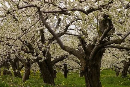 De ce nu fructoase măr și ce să fac despre el (mere) De ce nu fructoase măr și ce să fac despre el