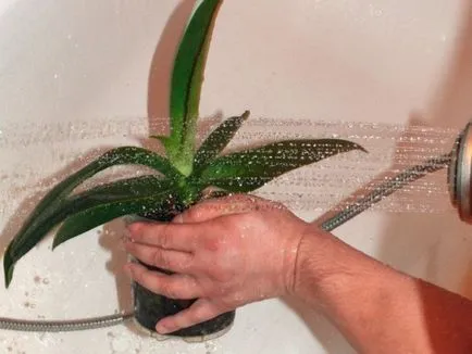 De ce frunze rândul său, orhidee galbene, care cauzează o îngălbenire mai mici pentru transplant, cum să se salveze