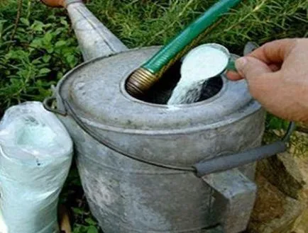De ce galben ceapa pe paturi, care fac - agricultorul fără complicații