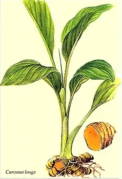 Ce este turmeric și cum arată