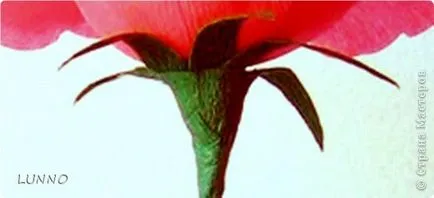 Florile de crep hârtie cusătoreasă lunno (linii perpendiculare pe hârtie) Florile din lunno crep de hârtie cusătoreasă