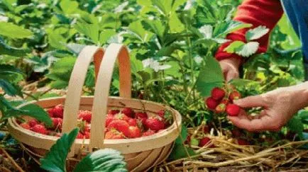 Ce înseamnă să colecteze fructe de pădure într-un vis