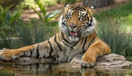 Ce grădină zoologică caracteristici (a) Care este caracteristicile grădina zoologică