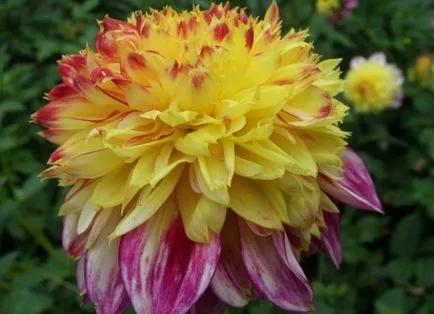 Flori dalii - plantare și îngrijire, cum să crească