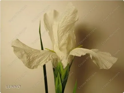 Flori de hârtie creponată cusătoreasă lunno (linii de hârtie a coincis) Florile din lunno crep de hârtie cusătoreasă