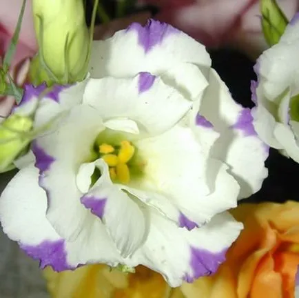 Flori Eustoma fotografie și cultivarea de semințe la domiciliu (în creștere) Flori Eustoma fotografie și cultivarea de semințe la domiciliu