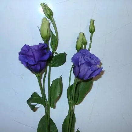 Flori Eustoma fotografie și cultivarea de semințe la domiciliu (Eustoma) Flori Eustoma fotografie și cultivarea de semințe la domiciliu