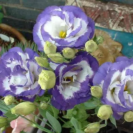 Flori Eustoma fotografie și cultivarea de semințe la domiciliu (flori) Flori Eustoma fotografie și cultivarea de semințe la domiciliu