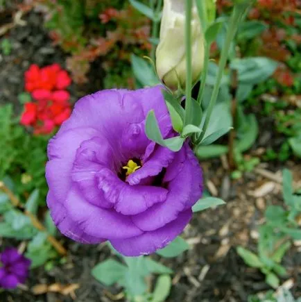 Flori Eustoma fotografie și cultivarea de semințe la domiciliu (acasă) Flori Eustoma fotografie și cultivarea de semințe la domiciliu