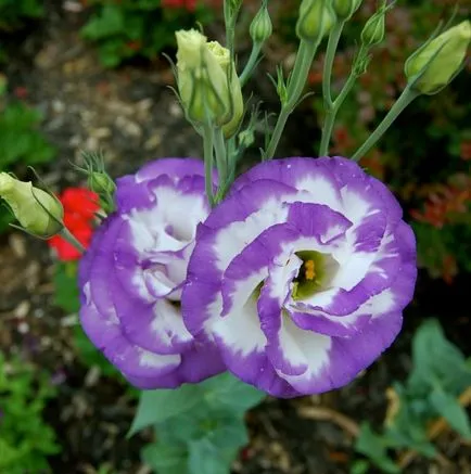 Flori Eustoma fotografie și cultivarea de semințe la domiciliu (acasă) Flori Eustoma fotografie și cultivarea de semințe la domiciliu