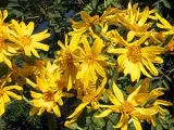 Floare frumusete noapte (mirabilis) - plantarea și îngrijirea în câmp deschis, mirabilis foto, (noapte) Floare frumusete noapte (mirabilis) - plantarea și îngrijirea în câmp deschis, mirabilis foto,