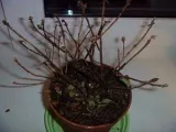 flori Dahlia - plantare și îngrijire, dalii fotografie, cultivare și descriere Dahlia; cum se păstrează (udare) flori Dahlia - plantare și îngrijire, dalii fotografie, cultivare și descriere Dahlia; cum se păstrează