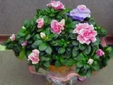 Florile celosia - în creștere din semințe; fotografie celosia, plantare celosia și de îngrijire în grădină; pinnate celosia (cultură) Florile celosia - în creștere din semințe; fotografie celosia, plantare celosia și de îngrijire în grădină; celosia pene