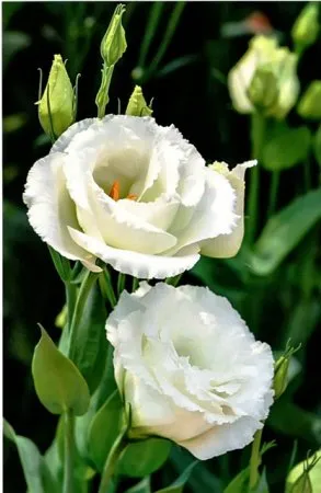 Eustoma flori, fotografie, cultivare (semințe Eustoma) Eustoma flori, fotografie, cultivare