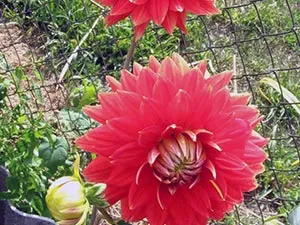 flori Dahlia - plantare și îngrijire, dalii fotografie, cultivare și descriere Dahlia; cum se păstrează (descriere) flori Dahlia - plantare și îngrijire, dalii fotografie, cultivare și descriere Dahlia; cum se păstrează