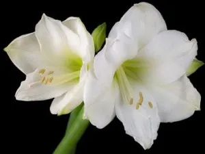 Amaryllis floare - în special de îngrijire la domiciliu (fotografii și clipuri video) (pentru îngrijirea Amaryllis) Amaryllis floare - în special de îngrijire la domiciliu (fotografii și video)