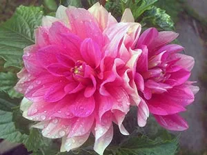 flori Dahlia - plantare și îngrijire, dalii fotografie, cultivare și descriere Dahlia; cum se păstrează (stocare) flori Dahlia - plantare și îngrijire, dalii fotografie, cultivare și descriere Dahlia; cum se păstrează