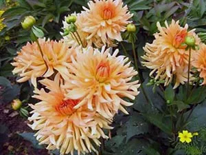 flori Dahlia - plantare și îngrijire, dalii fotografie, cultivare și descriere Dahlia; Cum se stoca (creștere) flori Dahlia - plantare și îngrijire, dalii fotografie, cultivare și descriere Dahlia; cum se păstrează