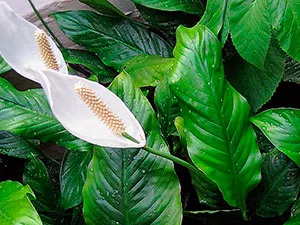 Flower Spathiphyllum - de îngrijire la domiciliu; de ce se usuca Spathiphyllum, galben, înnegrită sau (Spathiphyllum) Flower Spathiphyllum - de îngrijire la domiciliu; de ce Spathiphyllum se usuca, galben, negru și de cotitură